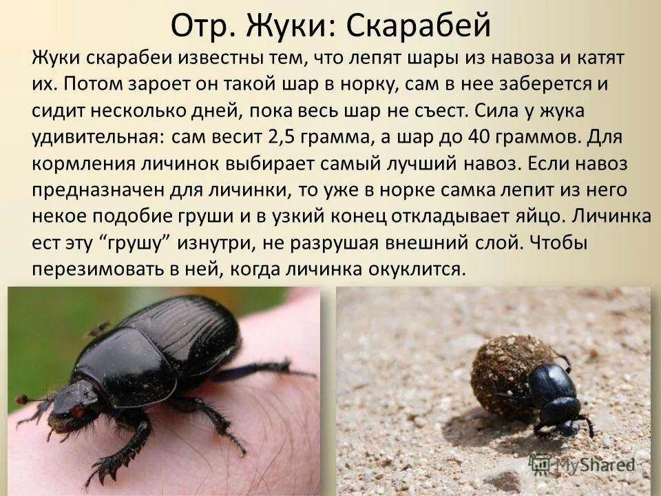Проект жук навозник