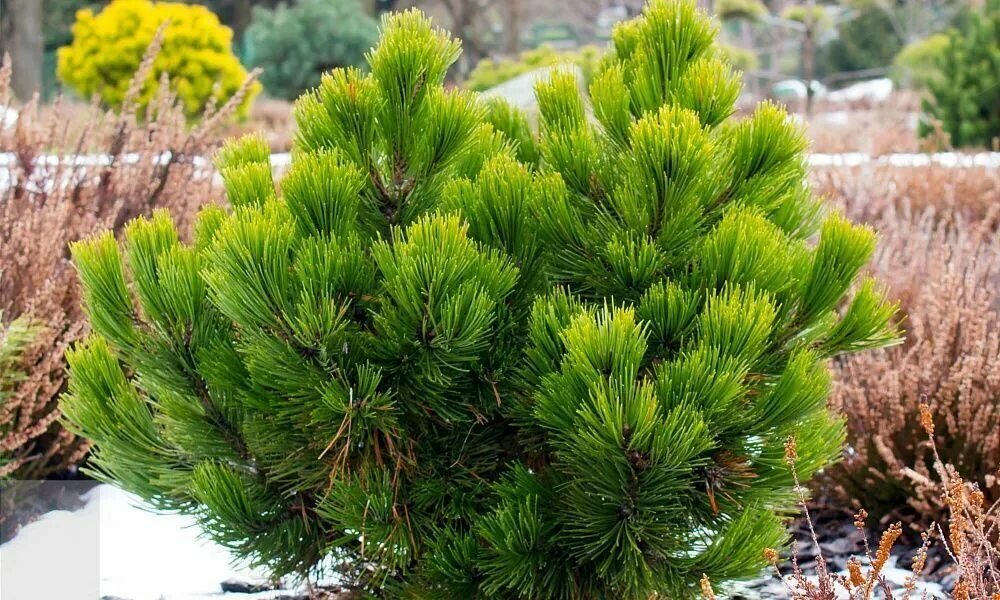 Сосна Горная OPHIR. Сосна Горная Мугус. Сосна Горная Pinus mugo. Сосна Горная Офир Pinus mugo OPHIR.