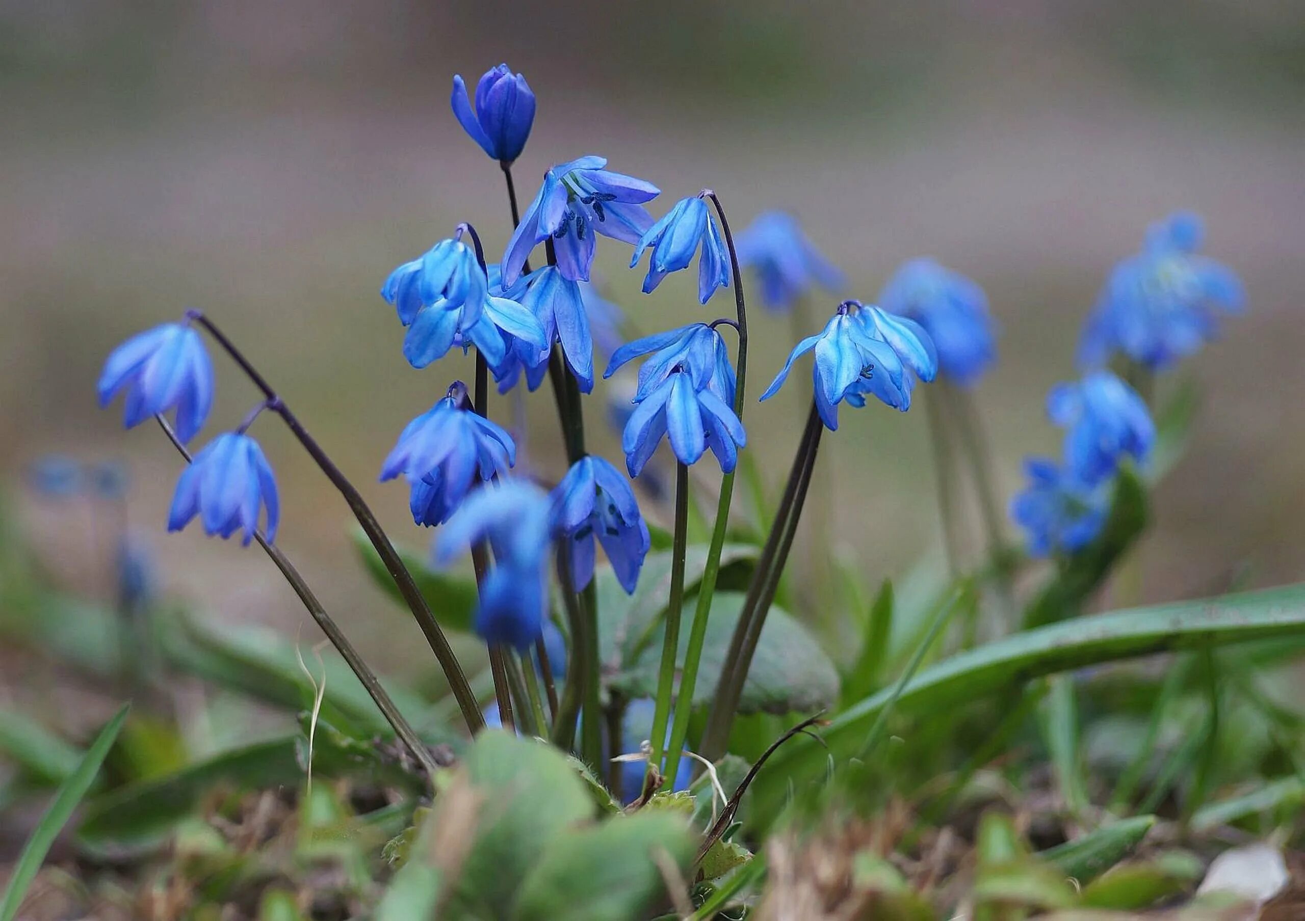 Ранние синие цветочки. Пролеска Сибирская (Сцилла). Первоцветы пролеска Сибирская. Голубые первоцветы пролески. Пролеска колокольчатая.