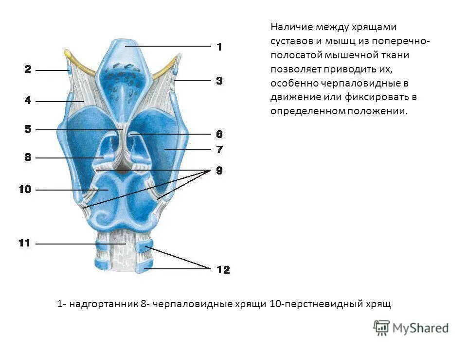 Функция надгортанника в дыхательной системе