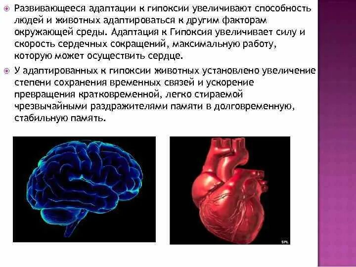 Экстренная гипоксия. Адаптация к гипоксии. Механизмы адаптации организма к гипоксии. Механизмы адаптации к гипоксии. Механизмы долговременной адаптации организма к гипоксии.