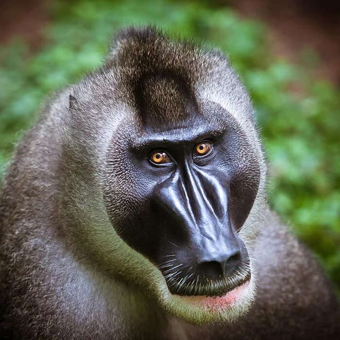 Drill monkey