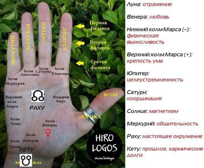 Хиромантия значение пальцев. Холмы на руке хиромантия. холмы на ладони хиромантия. хиромантия холм марса. пальцы рук и планеты.