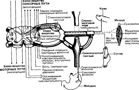 Сенсорные системы мозга