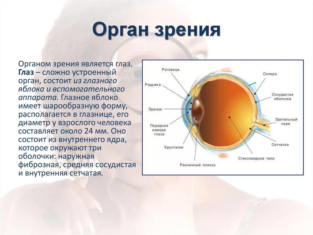 Возрастные изменения зрительной сенсорной системы. Зрительная сенсорная система. Строение глаза, возрастные особенности. Особенности органа зрения. Строение органа зрения. Глаза являются органом человека