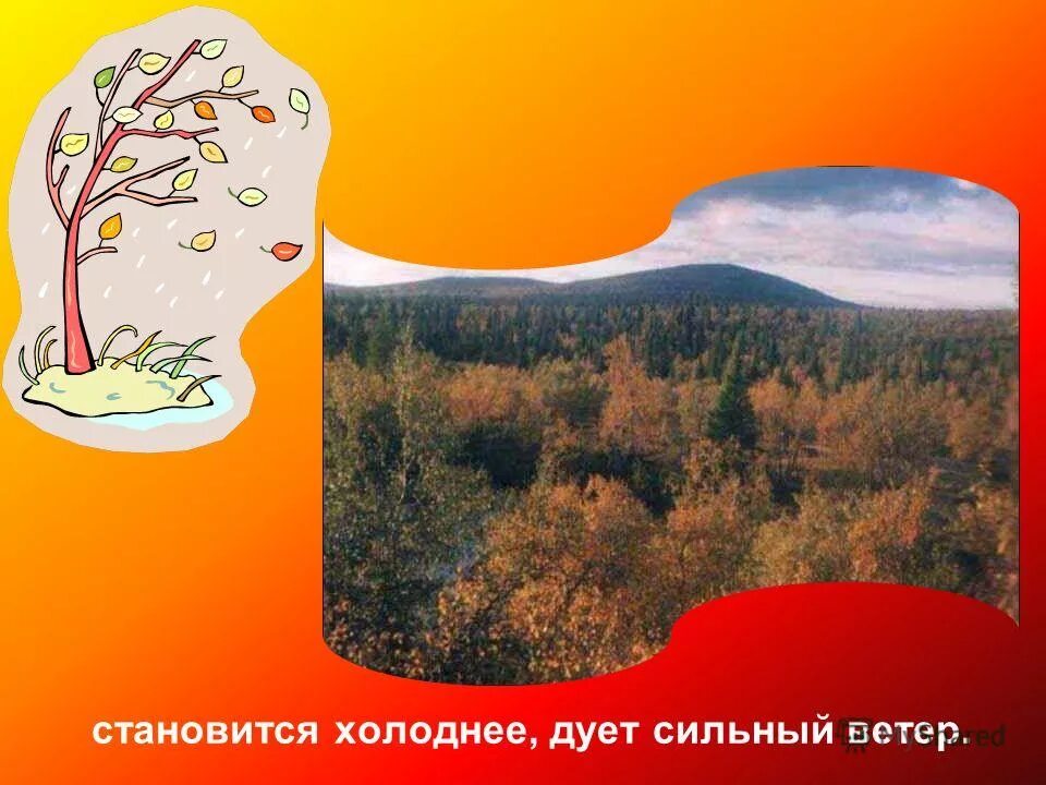 Сильный ветер осень. Сильный ветер. Осень дождь небо. Падающие листья. Дует холодный ветер осень.