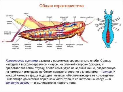 Кровеносная система насекомых рисунок