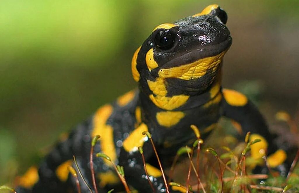 Саламандра википедия. Огненная саламандра. огненная саламандра salamandra salamandra. саламандра — огненная ящерица. пятнистая саламандра.