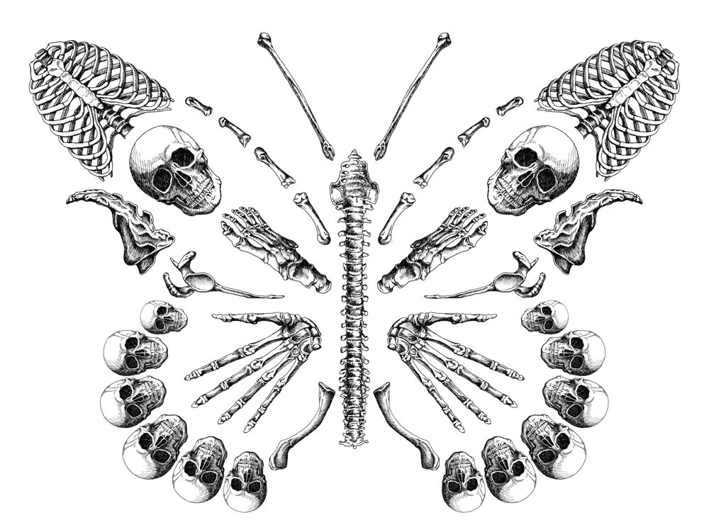 Костяная бабочка. Скелет мотылька. Тату эскиз бабочка из костей. Скелет бабочки