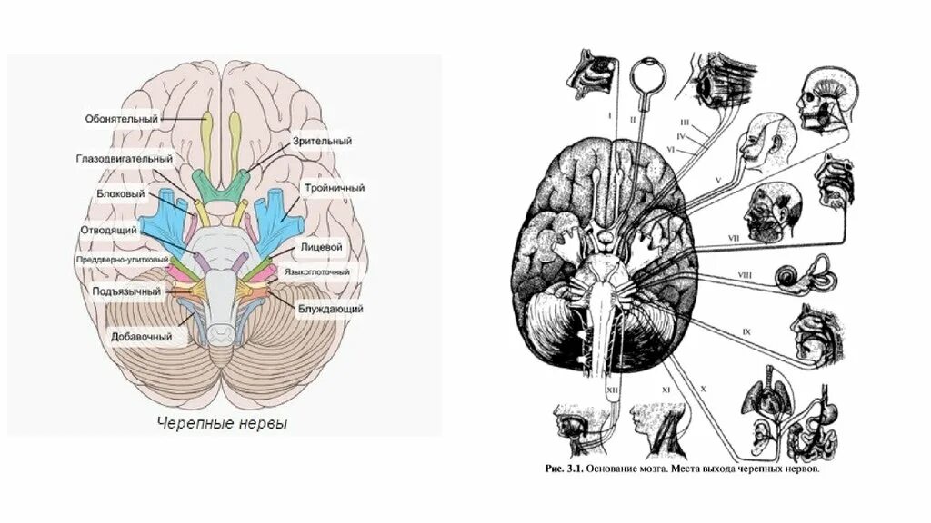 Нарушения черепных нервов. Черепные мозговые нервы. 12 Пар черепно-мозговых нервов неврология. Схема строения черепных нервов. 12 Пар черепно мозговых нервов анатомия рисунок.