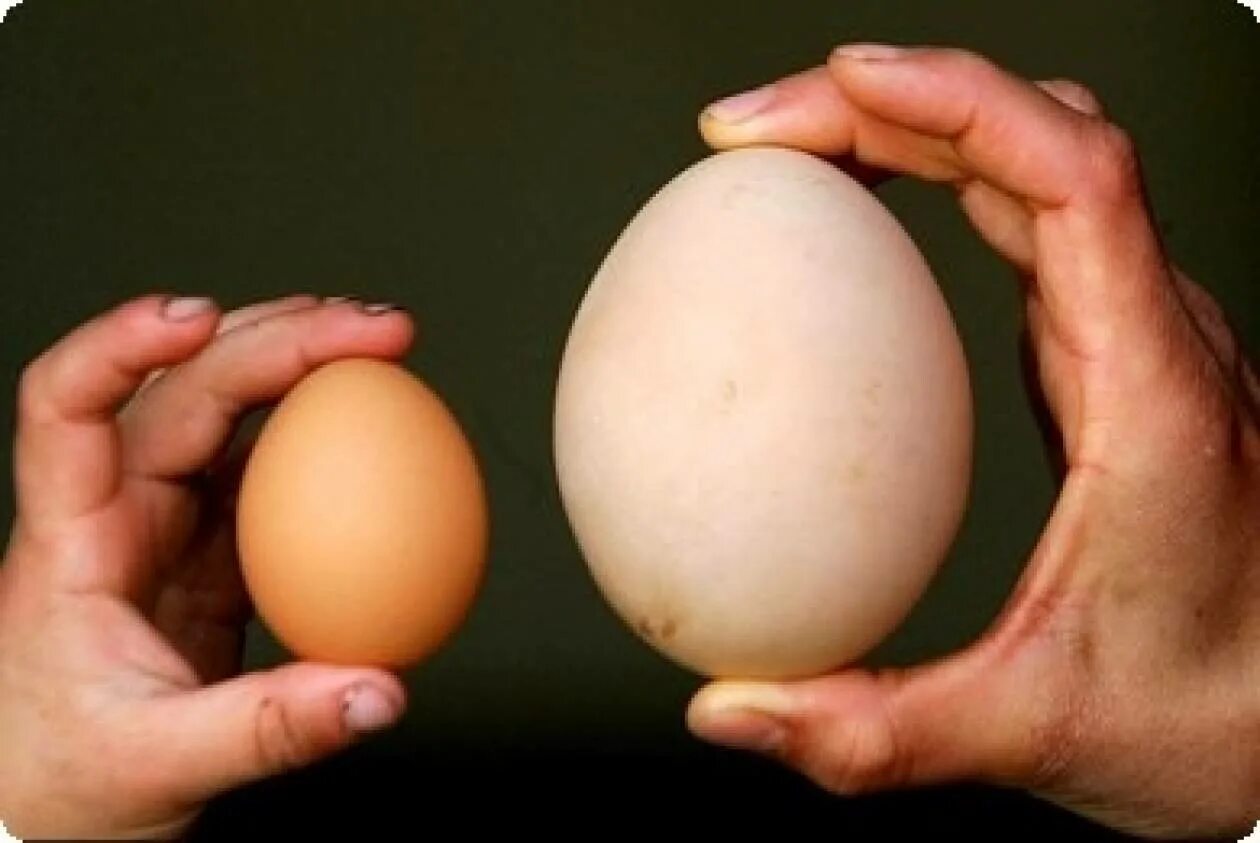 Покажи яйцо курицы. Яйца кур. Большие куриные яйца. Маленькие куриные яйца. Большое куриное яйцо.