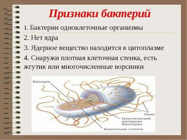 Характерные признаки бактерий. Характерные признаки бактерий 5 класс. Характерные признаки для царства бактерий 5 класс. Признаки бактерий 5 класс.