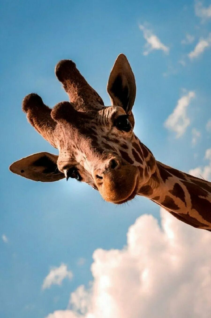 Жирафы прикольные. Смешные животные. Смешные жирафы. Прикольный жираф. Жираф.