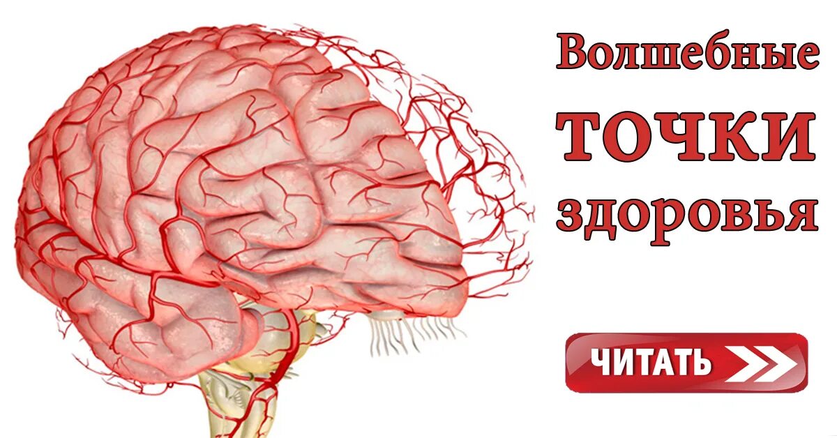 Нарушение кровообращения цнс. Ангиоспазм сосудов головного мозга симптомы. Венозная дисгемия головного мозга. Вегето сосудистая дистония головного мозга. Кровеносные сосуды головы.