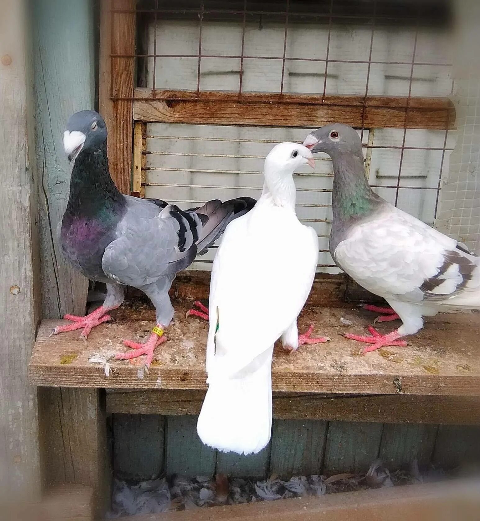 Голуби на трафальгарской площади. Голуби монахи крестовые московские. Голубь на московском вокзале. Лысый голубь. Порода голубей московский монах.