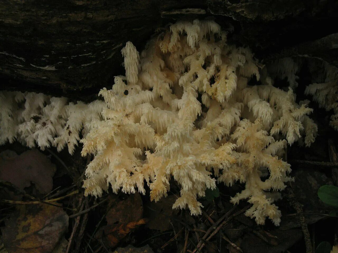 Ежовик плодовое тело. Ежовик коралловидный. Стереокаулон коралловидный. Коралловый гриб в Башкирии. Ежовик жёлтый.
