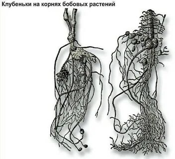 Корневой системы бобовые