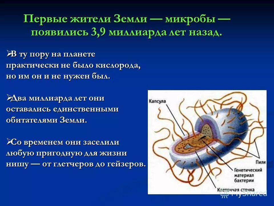 Появление первых микроорганизмов