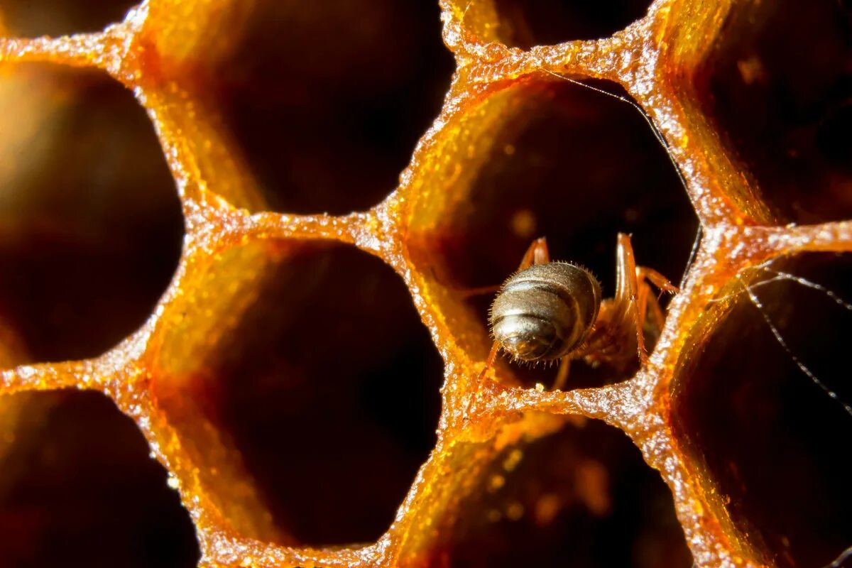 Медовые соты Цельса. Соты пчел. Пчелиная ячейка. Соты пчелиные съедобные.