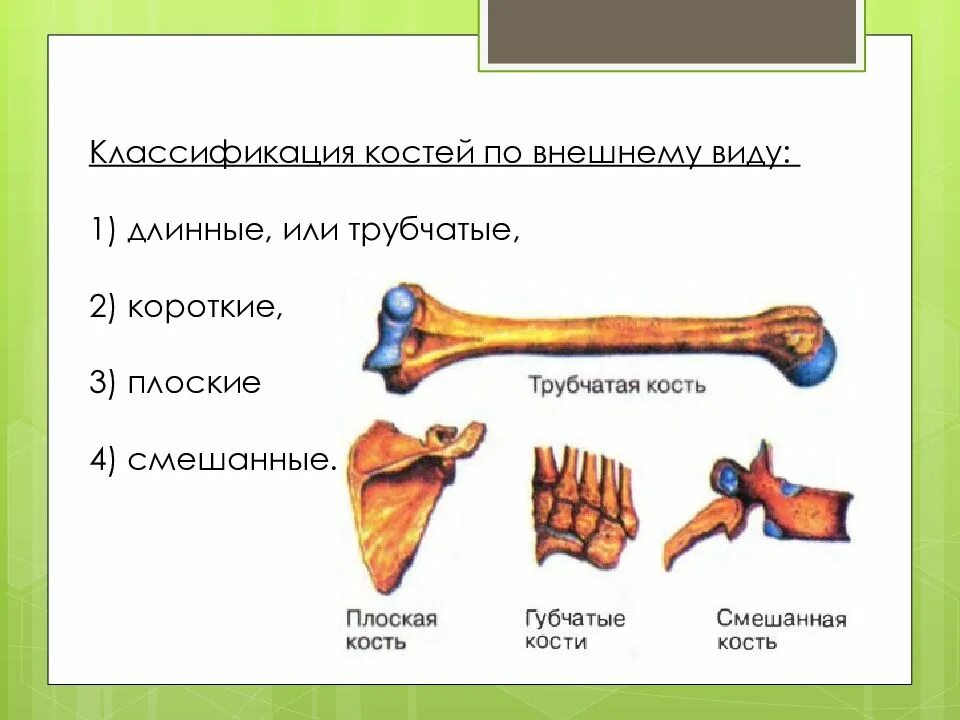5 групп костей. Кости трубчатые губчатые плоские смешанные. Трубчатые кости и губчатые кости. Классификация костей схема трубчатые губчатые плоские смешанные. Классификация костей трубчатые.