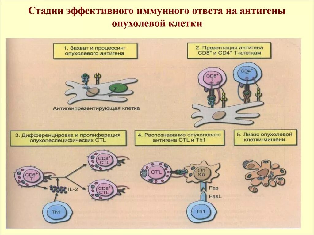 Развитие иммунного ответа