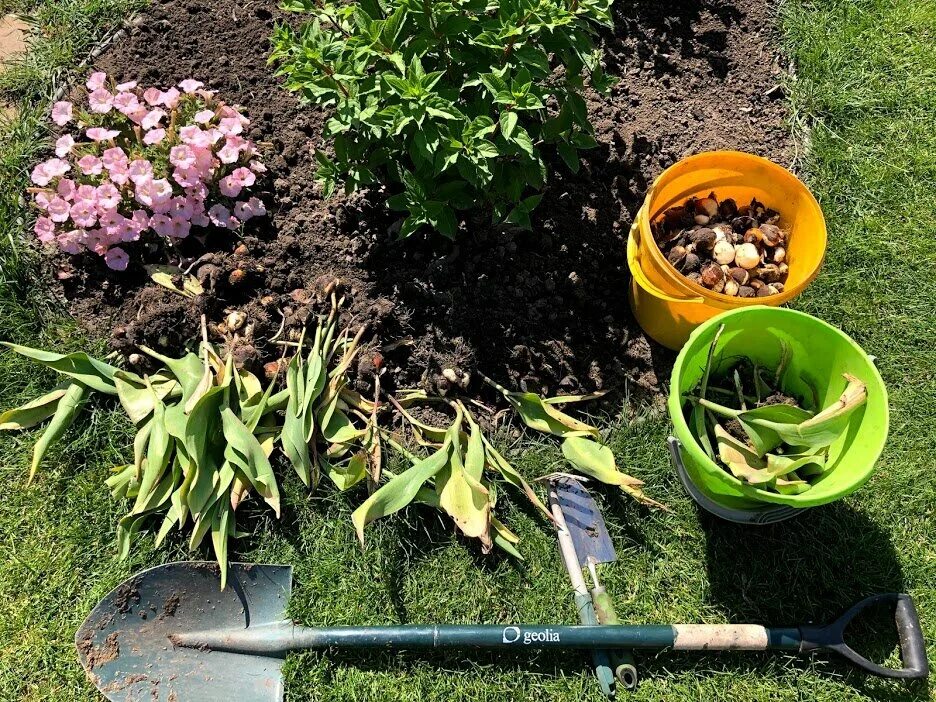 На 3 грядки посадили 27 луковиц тюльпанов. Тюльпаны на грядке. Выкопка тюльпанов. Клумба с тюльпанами. Клумба тюльпанов после цветения.