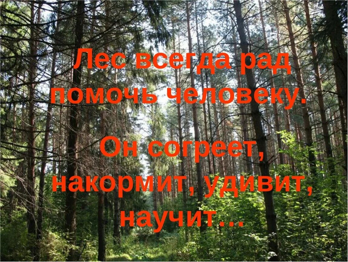 Крылатый лес. Красивые цитата про лес. Высказывания о лесе. Красивые высказывания про лес. Красивые выражения про лес.