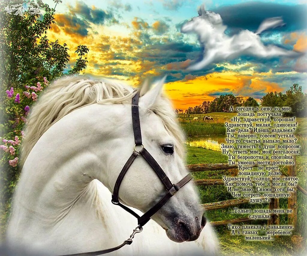Лошади глаза печальные. Стихи о лошадиных глазах. Стихи про лошадей. Стихотворение лошадь Вдовиной.