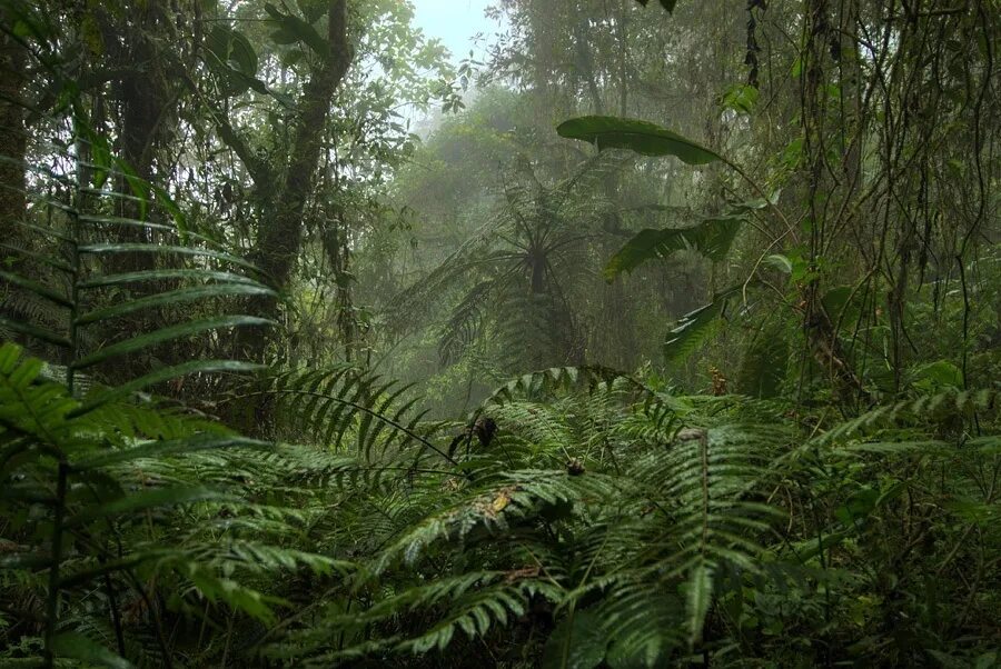 Природная зона тропические леса. Влажный тропический лес Индокитая. Тропические дождевые леса Африка. Вечнозеленый тропический лес Флора. Флора гилеи в Африке.