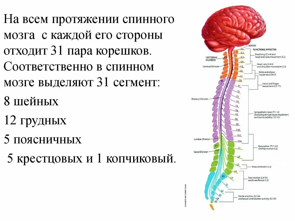 Строение спинного и головного мозга. Нервная система головной и спинной мозг схема. Нервная система головного и спинного мозга человека анатомия. Строение центральной нервной системы спинной мозг.