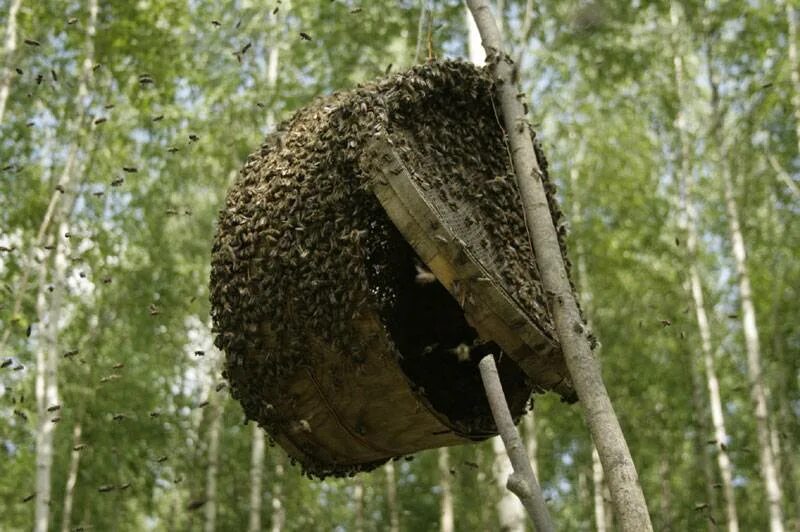Ловля пчел. Рой пчелиный в роевни. ЛОВУШКА для роения пчел. Роевня ЛОВУШКА для пчел. ЛОВУШКА борть для пчел.