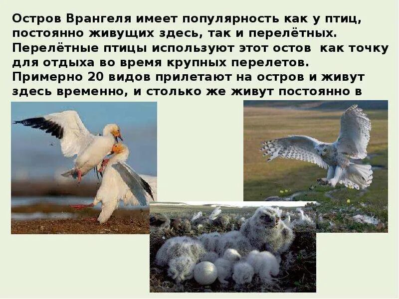 Остров врангеля 2 класс окружающий. Заповедник остров врангеля доклад 4 класс. остров врангеля сообщение. остров врангеля доклад. остров врангеля 4 класс окружающий мир.