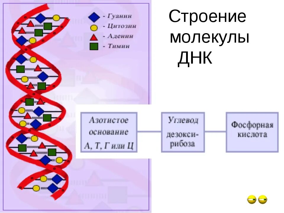 Изменения происходят в последовательности нуклеотидов молекулы днк. Состав нуклеотида в структуре ДНК. Нарисуйте схему строения ДНК. Структура молекулы ДНК. Структура молекулы ДНК схема.