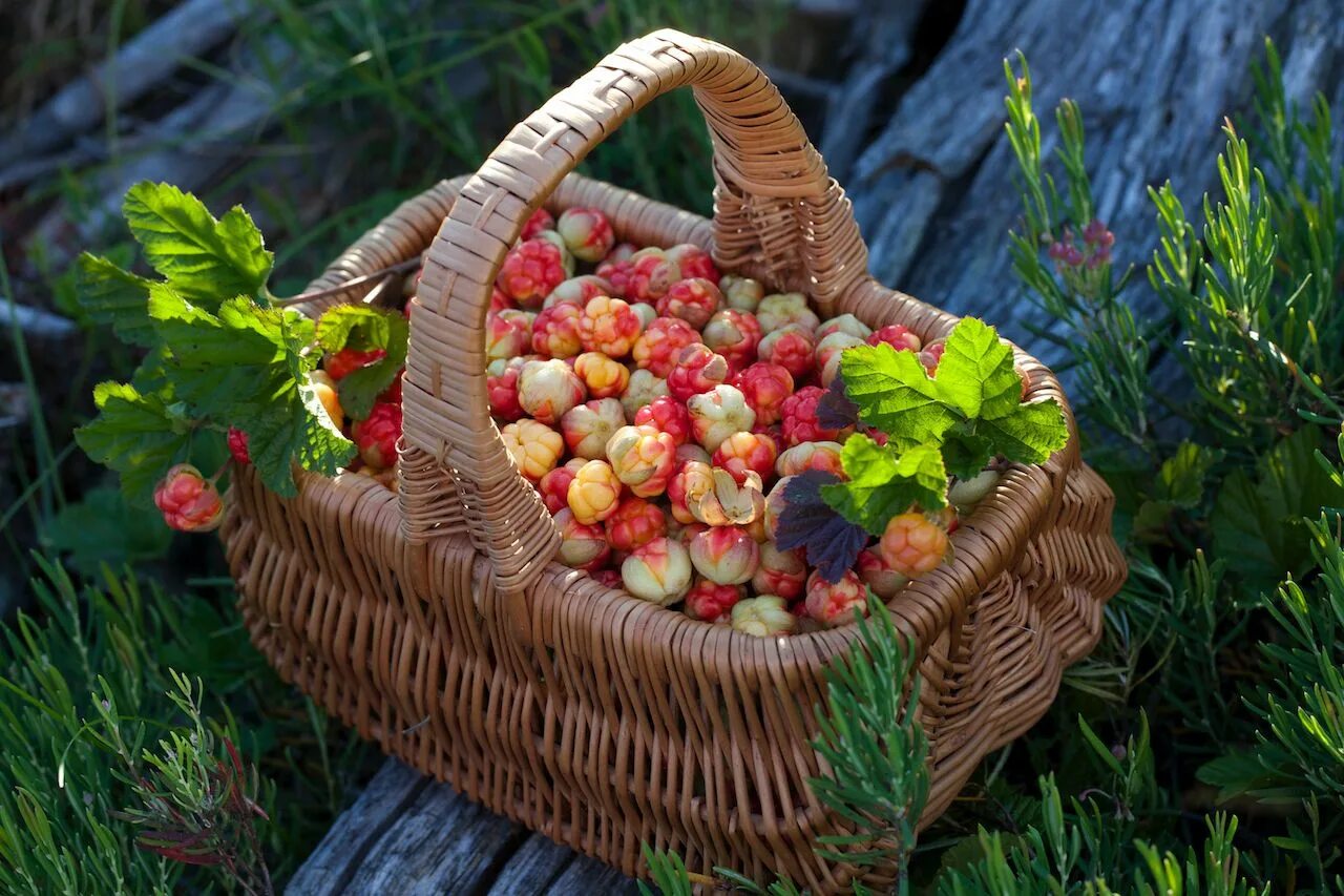 натюрморт с ракушкой. морской натюрморт с ракушкой. корзинка с мухоморами. корзина с грибами. грибное лукошко.