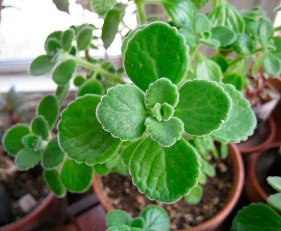 Можно плектрантус. Плектрантус эртендаля (мята). плектрантус cuban oregano. плектрантус amboinicus. плектрантус комнатная мята.