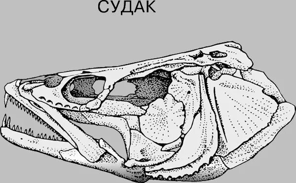 Череп костной рыбы. Висцеральный череп судака. Скелет черепа костистой рыбы. Череп судака вид сбоку. Строение черепа костных рыб.