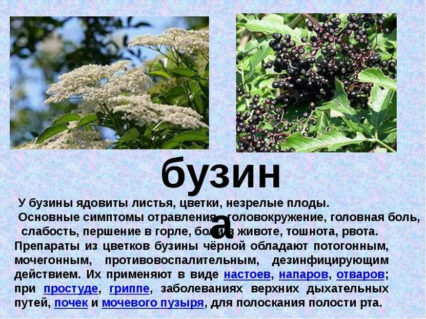Читать бузину