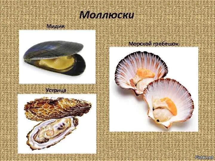 Сходства мидии и гребешка