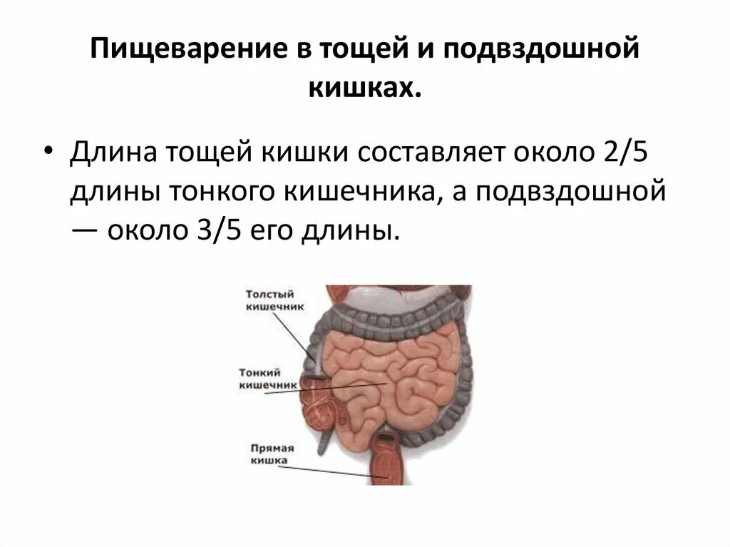 Тощая кишка. Пищеварение в тощей и подвздошной кишке. Тощая кишка строение и функции. Тощая кишка строение анатомия. Процессы происходящие в тощей и подвздошной кишке.