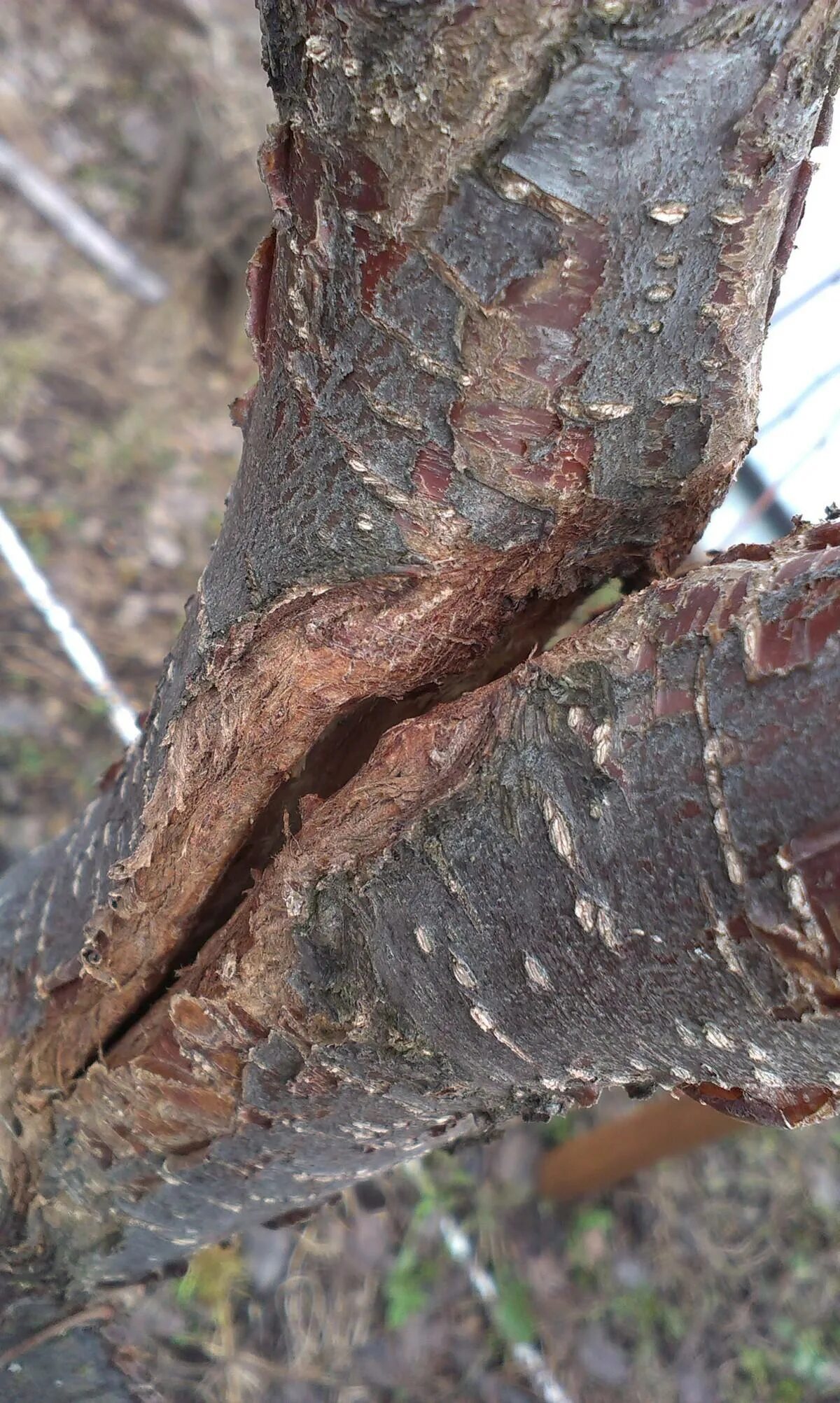 Трещины в стволе дерева. Морозобоины коры плодовых деревьев.