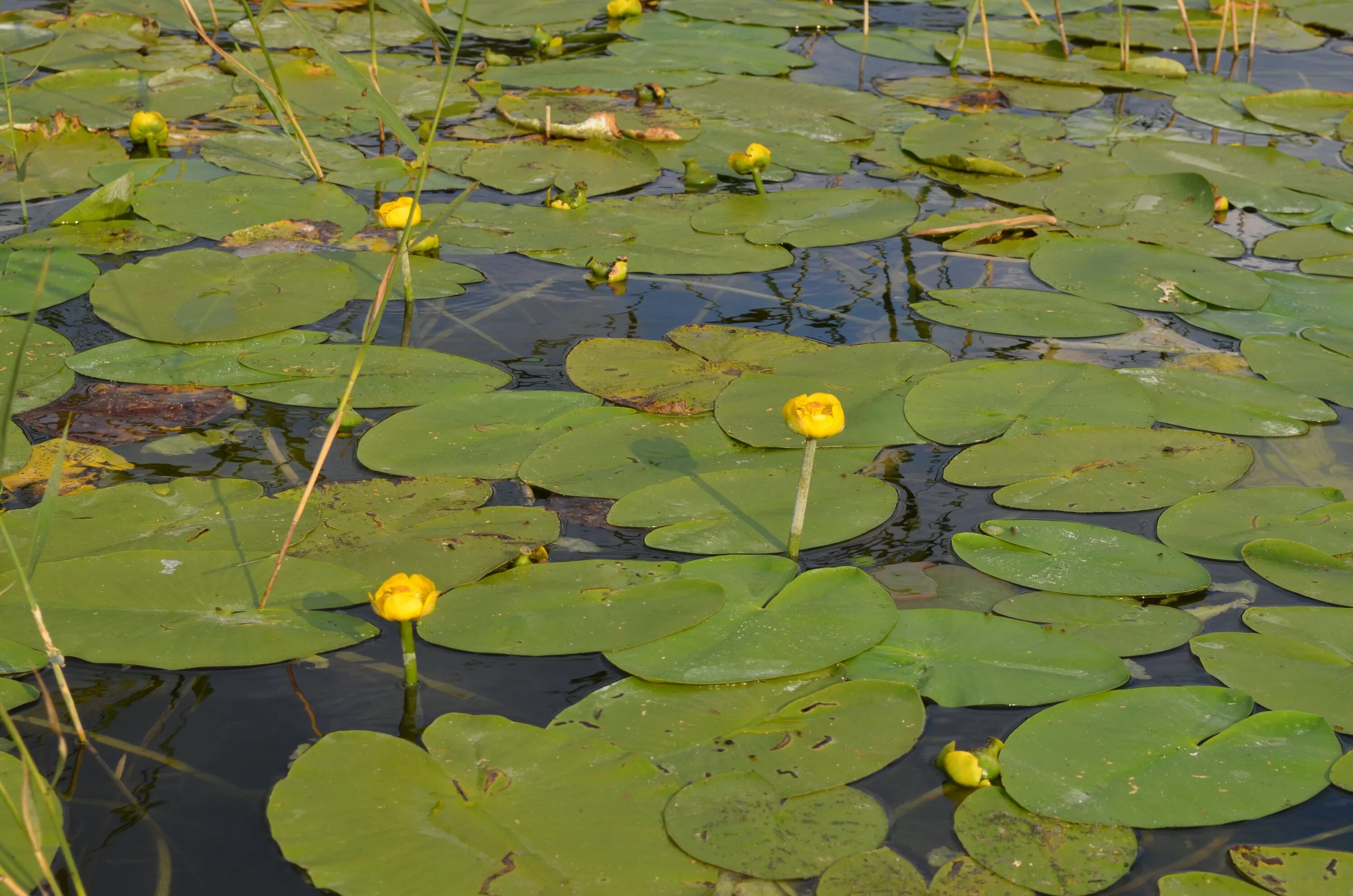 В болоте пресная вода. Кубышка (Nuphar). Кувшинка кубышка. Желтая кубышка Болотная. Кувшинка желтая кубышка.