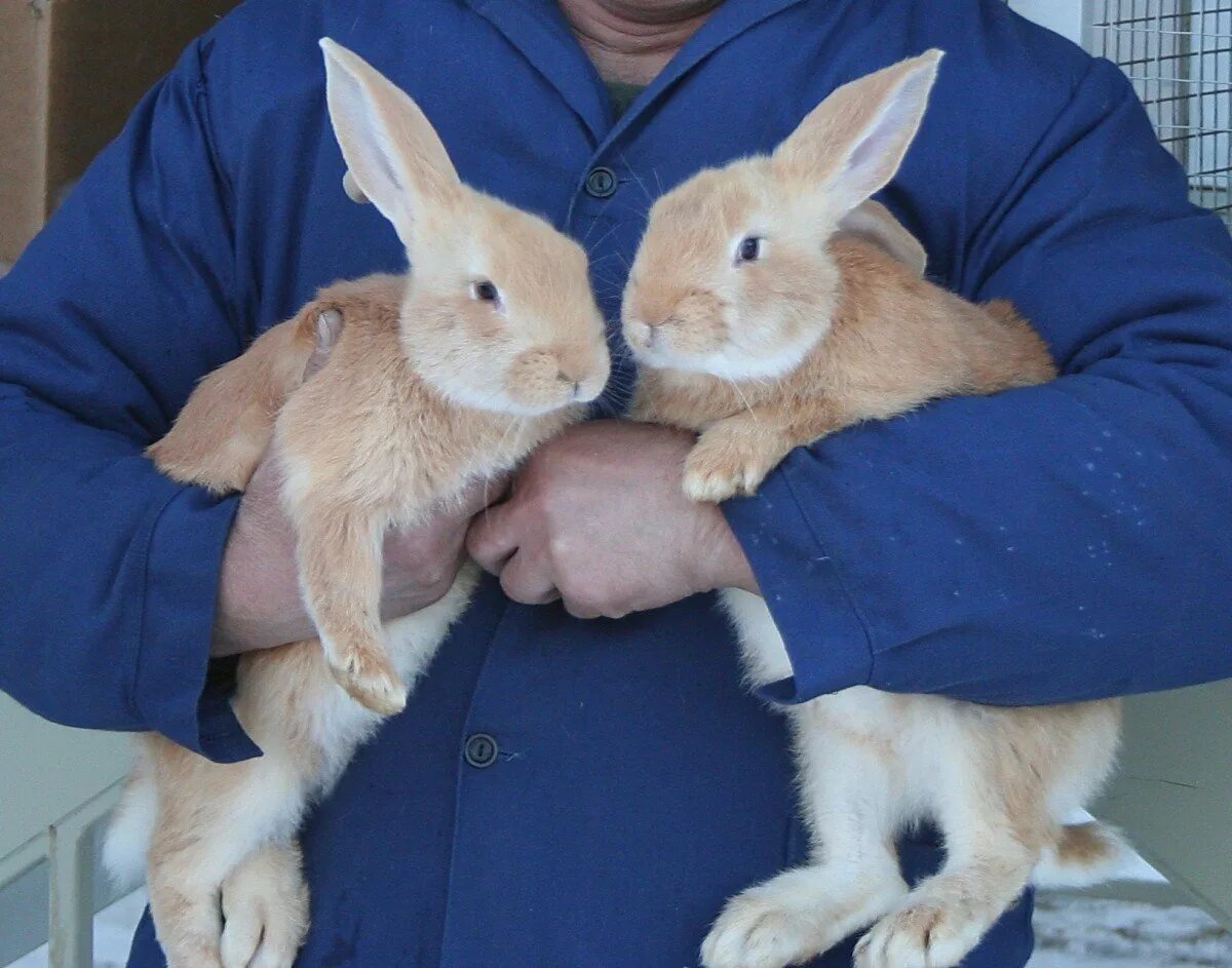 Кролик фермер. Кроликовод с кроликом. Кролик на руках. Кролик ворует.