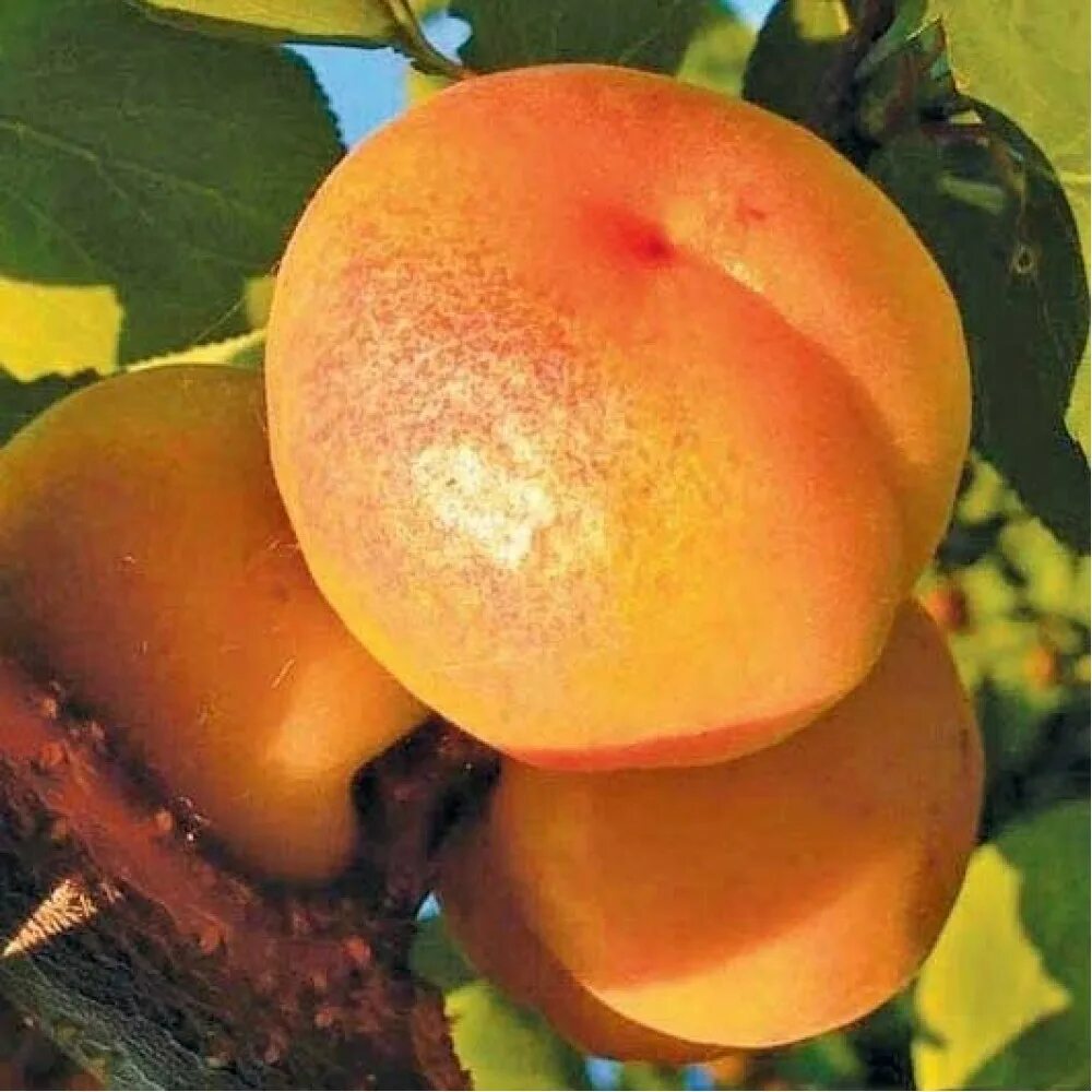 Районированные сорта абрикоса