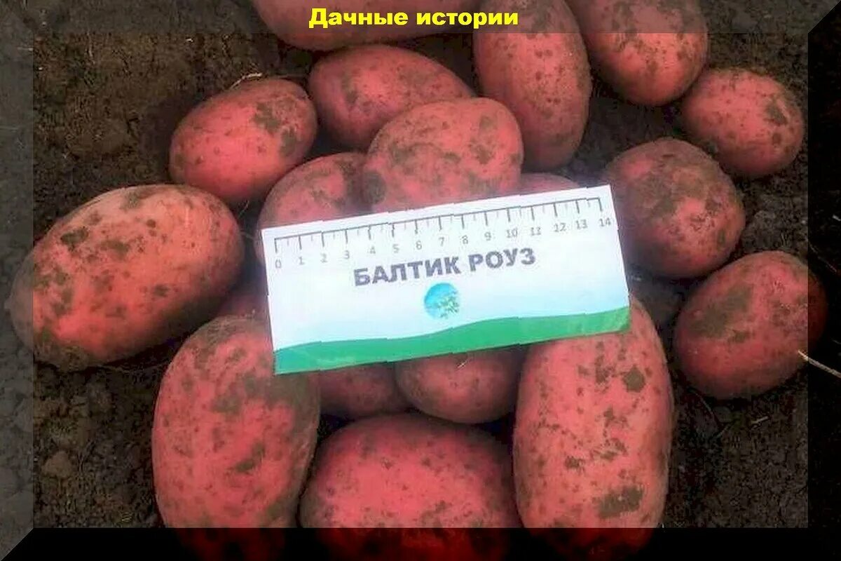 Клубни купить по выгодной цене в интернет-магазине OZON (1269992509)