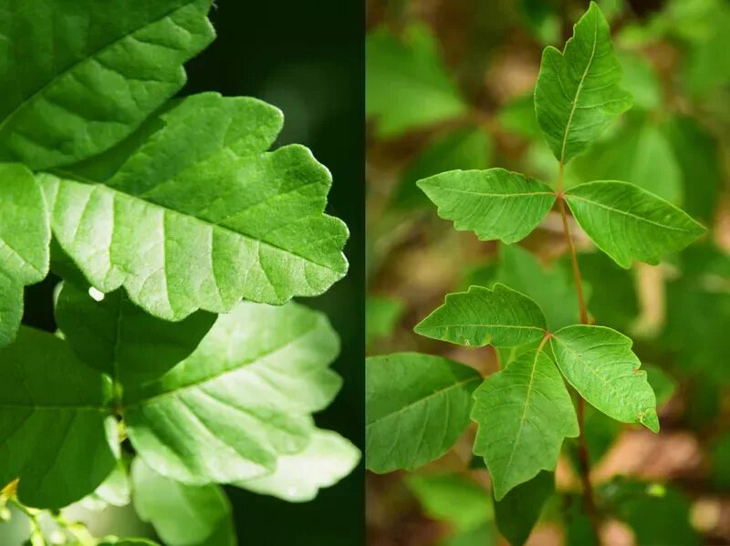 Плющ Oak Leaf. Ядовитый дуб фото. Урушиол растение. Ядовитый дуб