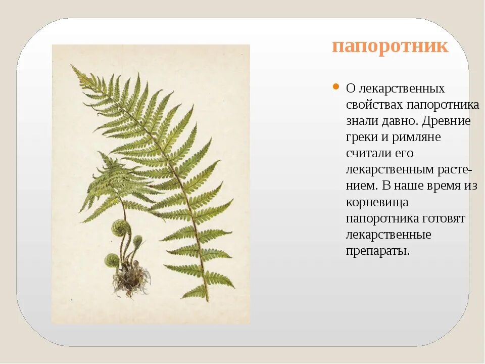 Папоротник щитовник толстокорневищный. Папоротник щитовник молодой. Папоротник щитовник мужской. Чем полезен папоротник для человека. Папоротник орляк.