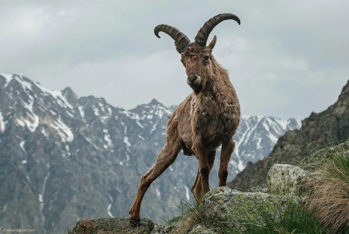 Баран на памире. Тебердинский заповедник горный козел. Безоаровый горный козел. Горные козлов памир. Тебердинский заповедник горный козел.