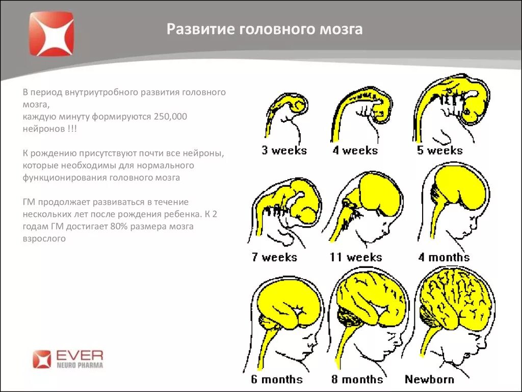 Схему развития головного мозга человека. Изобразите схему развития головного мозга человека. Этапы развития головного мозга анатомия. Развитие головного мозга фронтальный разрез. Возрастные изменения мозга