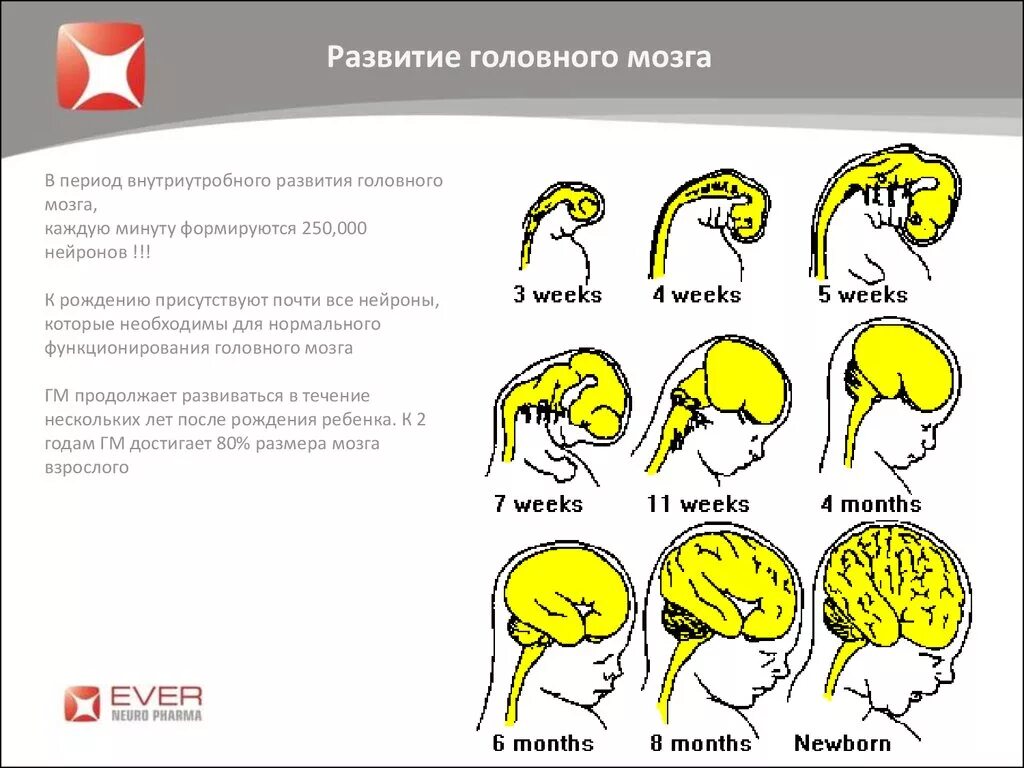 Внутриутробное недоразвитие головного мозга. Схему развития головного мозга человека. Изобразите схему развития головного мозга человека. Этапы развития головного мозга анатомия. Развитие головного мозга фронтальный разрез.