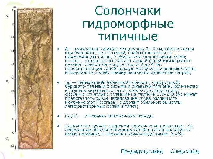 Солонец гумус. Солончаки почвенный профиль. строение профиля солончаков. почвенный профиль солонцы почвы. солонцовые почвы гумусовый горизонт.